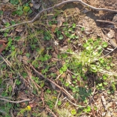 Hydrocotyle laxiflora at Goulburn, NSW - 16 Jun 2021