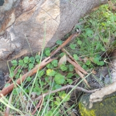 Hydrocotyle laxiflora at Goulburn, NSW - 16 Jun 2021