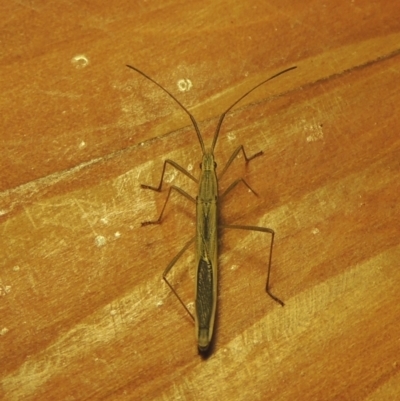 Mutusca brevicornis (A broad-headed bug) at Rob Roy Range - 30 Mar 2021 by MichaelBedingfield