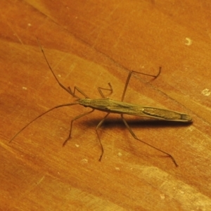 Mutusca brevicornis at Conder, ACT - 30 Mar 2021