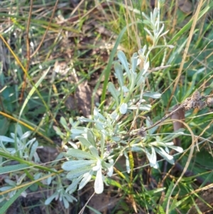 Chrysocephalum apiculatum at Goulburn, NSW - 16 Jun 2021 09:29 AM