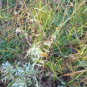 Chrysocephalum apiculatum at Goulburn, NSW - 16 Jun 2021 09:29 AM