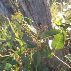 Hardenbergia violacea (False Sarsaparilla) at Goulburn, NSW - 15 Jun 2021 by Rixon