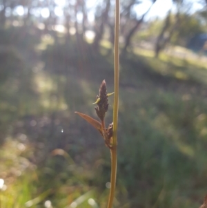 Hardenbergia violacea at Goulburn, NSW - 16 Jun 2021 09:24 AM