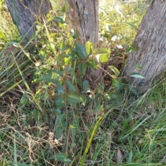 Hardenbergia violacea at Goulburn, NSW - 16 Jun 2021 09:24 AM