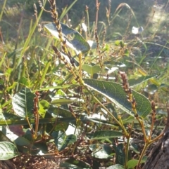 Hardenbergia violacea at Goulburn, NSW - 16 Jun 2021 09:24 AM