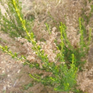 Cassinia sifton at Goulburn, NSW - 15 Jun 2021 12:44 PM