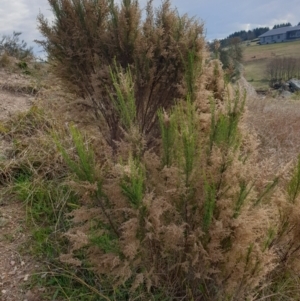 Cassinia sifton at Goulburn, NSW - 15 Jun 2021 12:44 PM