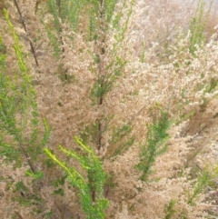 Cassinia sifton at Goulburn, NSW - 15 Jun 2021 12:44 PM