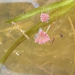 Azolla pinnata (Ferny Azolla) at Goulburn, NSW - 15 Jun 2021 by Rixon