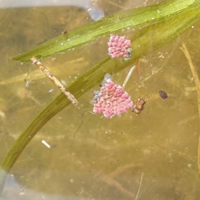 Azolla pinnata (Ferny Azolla) at Goulburn, NSW - 15 Jun 2021 by Rixon