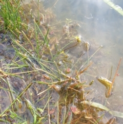 Azolla pinnata at Goulburn, NSW - 15 Jun 2021 12:22 PM