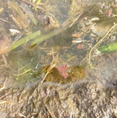 Azolla pinnata at Goulburn, NSW - 15 Jun 2021 12:22 PM