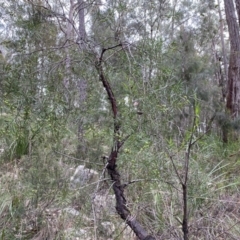 Persoonia linearis (Narrow-leaved Geebung) at Mittagong, NSW - 14 Jun 2021 by GlossyGal