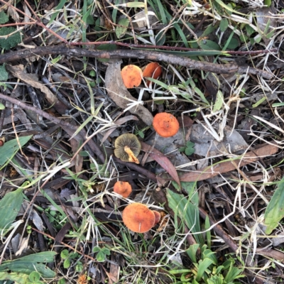 Leratiomyces ceres (Red Woodchip Fungus) at Garran, ACT - 11 Jun 2021 by ruthkerruish