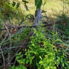 Asparagus asparagoides at Goulburn, NSW - 16 Jun 2021