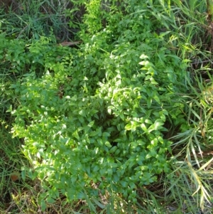 Asparagus asparagoides at Goulburn, NSW - 16 Jun 2021