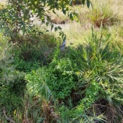 Asparagus asparagoides at Goulburn, NSW - 16 Jun 2021