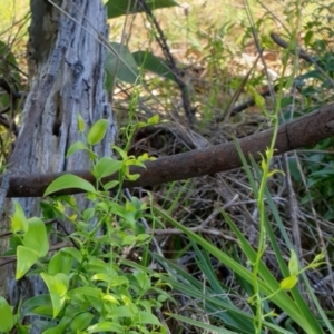 Asparagus asparagoides at Goulburn, NSW - 16 Jun 2021