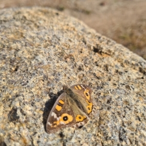 Junonia villida at Red Hill, ACT - 16 Jun 2021 11:29 AM