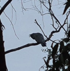 Callocephalon fimbriatum (Gang-gang Cockatoo) at Lyons, ACT - 15 Jun 2021 by RangerJim