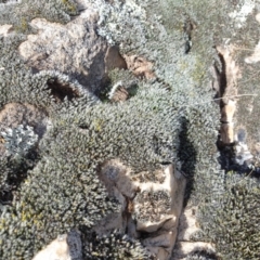 Grimmia sp. (A moss) at Goulburn Mulwaree Council - 16 Jun 2021 by Rixon