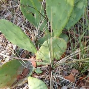 Opuntia sp. at Goulburn, NSW - 16 Jun 2021