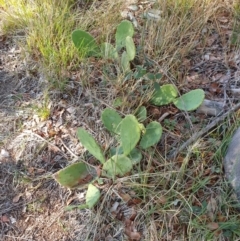 Opuntia sp. at Goulburn, NSW - 16 Jun 2021