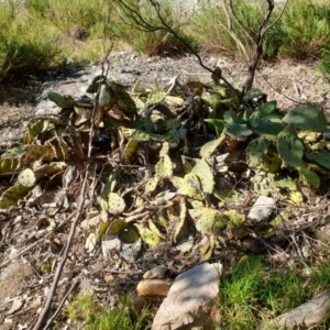 Opuntia sp. at Goulburn, NSW - 16 Jun 2021