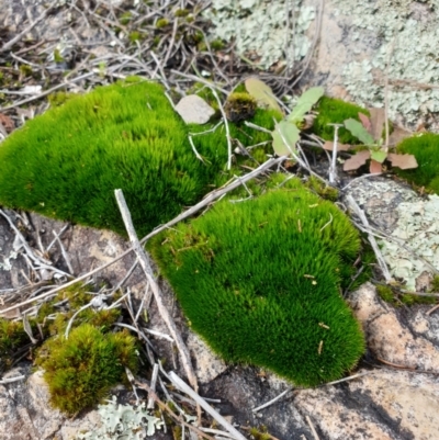 Campylopus (A moss) at Goulburn Mulwaree Council - 16 Jun 2021 by Rixon