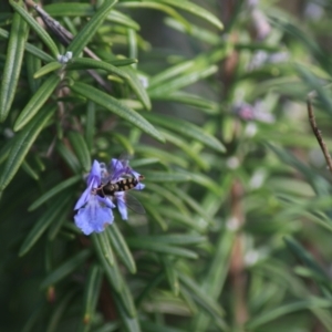 Melangyna viridiceps at Goulburn, NSW - 16 Jun 2021