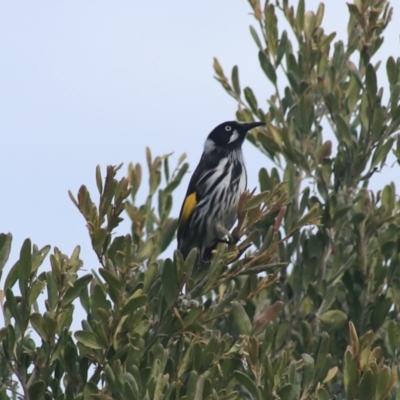 Phylidonyris novaehollandiae (New Holland Honeyeater) at Goulburn, NSW - 16 Jun 2021 by Rixon