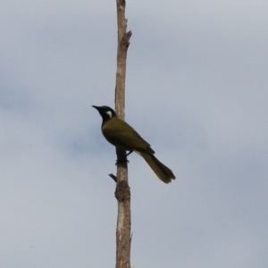 Nesoptilotis leucotis at Goulburn, NSW - 16 Jun 2021