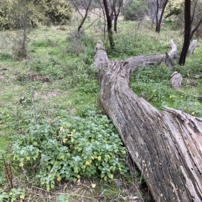 Marrubium vulgare (Horehound) at Hackett, ACT - 16 Jun 2021 by waltraud