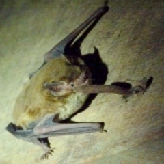 Falsistrellus tasmaniensis (Eastern False Pipistrelle) at Boro, NSW - 10 May 2021 by Paul4K