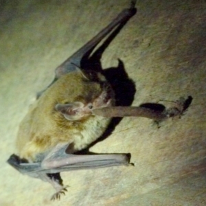 Falsistrellus tasmaniensis at Boro, NSW - suppressed