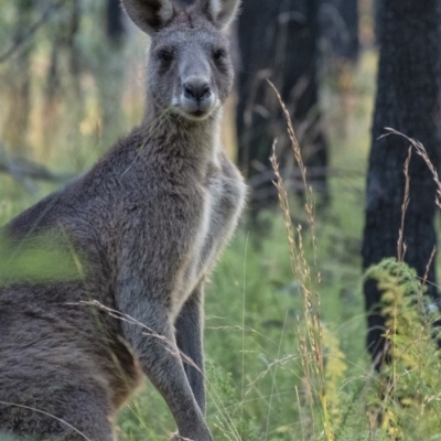 Macropus giganteus (Eastern Grey Kangaroo) at Wingecarribee Local Government Area - 27 Apr 2021 by Aussiegall