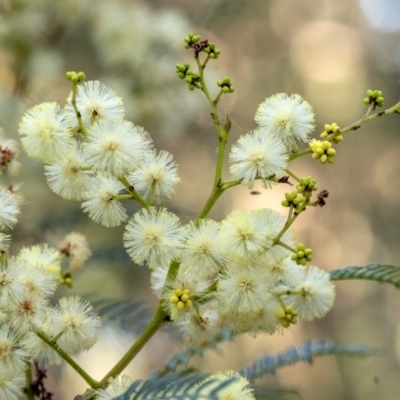 Acacia terminalis (Sunshine Wattle) at Wingecarribee Local Government Area - 25 Apr 2021 by Aussiegall