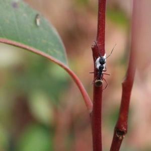 Camponotus suffusus at Goulburn, NSW - 16 Jun 2021 01:15 PM