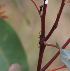 Camponotus suffusus at Goulburn, NSW - 16 Jun 2021 01:15 PM