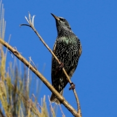 Sturnus vulgaris at Molonglo Valley, ACT - 15 Jun 2021