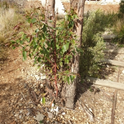 Eucalyptus (genus) (A Gum Tree) at Goulburn, NSW - 16 Jun 2021 by Rixon