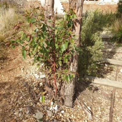 Eucalyptus sp. (A Gum Tree) at Goulburn, NSW - 16 Jun 2021 by Rixon