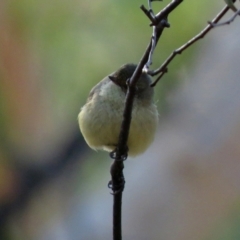 Acanthiza reguloides (Buff-rumped Thornbill) at Molonglo Valley, ACT - 15 Jun 2021 by RodDeb