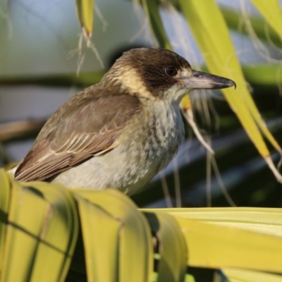 Cracticus torquatus (Grey Butcherbird) at National Zoo and Aquarium - 15 Jun 2021 by RodDeb