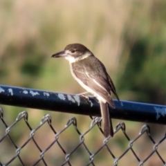 Cracticus torquatus at Molonglo Valley, ACT - 15 Jun 2021