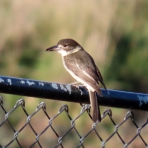 Cracticus torquatus at Molonglo Valley, ACT - 15 Jun 2021