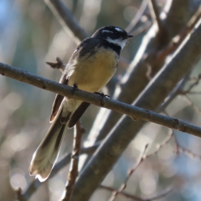 Rhipidura albiscapa (Grey Fantail) at Molonglo Valley, ACT - 15 Jun 2021 by RodDeb