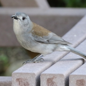 Colluricincla harmonica at Molonglo Valley, ACT - 15 Jun 2021 03:00 PM