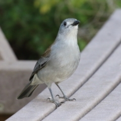 Colluricincla harmonica at Molonglo Valley, ACT - 15 Jun 2021 03:00 PM